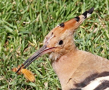 Hoopoe (Upupa epops) Algarve, Alan Prowse